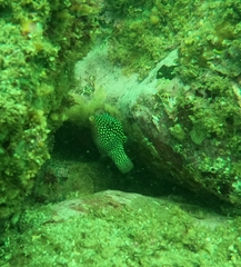 Canthigaster punctatissima