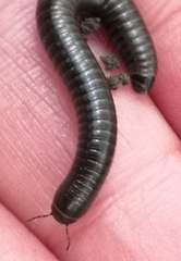 Cylindroiulus londinensis