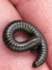 Cylindroiulus londinensis