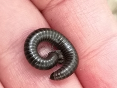 Cylindroiulus londinensis