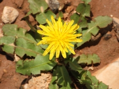 Cichorieae