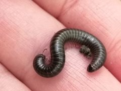 Cylindroiulus londinensis