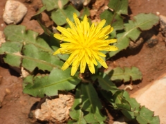 Cichorieae