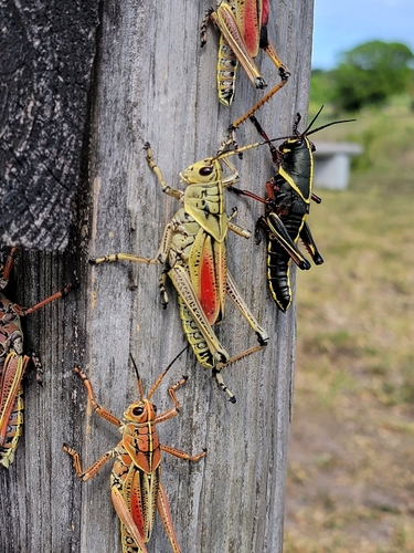 Eastern Lubber Grasshopper photo 3