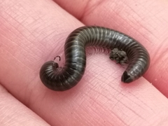 Cylindroiulus londinensis