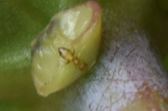 Plagiolepis alluaudi