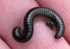 Cylindroiulus londinensis