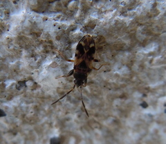 Scolopostethus decoratus
