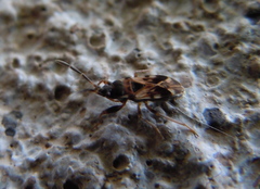 Scolopostethus decoratus