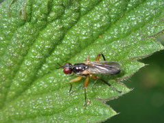 Delininae