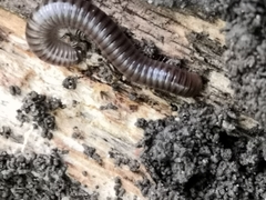 Cylindroiulus londinensis