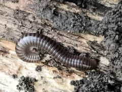 Cylindroiulus londinensis