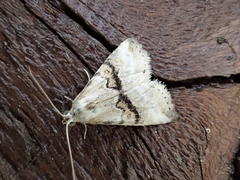 Zebeeba falsalis