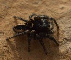 Philaeus chrysops