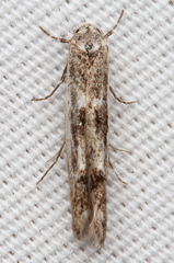 Blastodacna