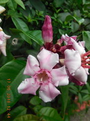 Strophanthus gratus