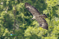 Pithecophaga jefferyi