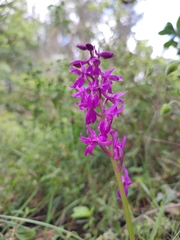 Orchis × penzigiana