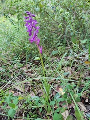 Orchis × penzigiana