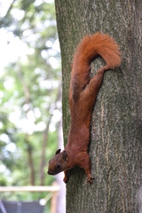 Sciurus granatensis