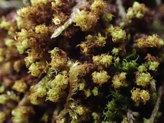 Ulota obtusiuscula