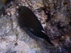 Acanthurus nigrofuscus