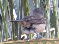 Dryoscopus gambensis