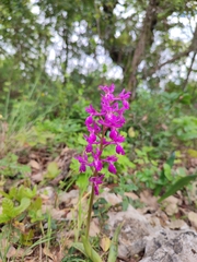 Orchis × penzigiana