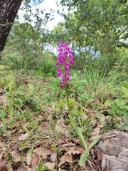 Orchis × penzigiana