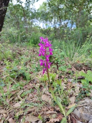 Orchis × penzigiana