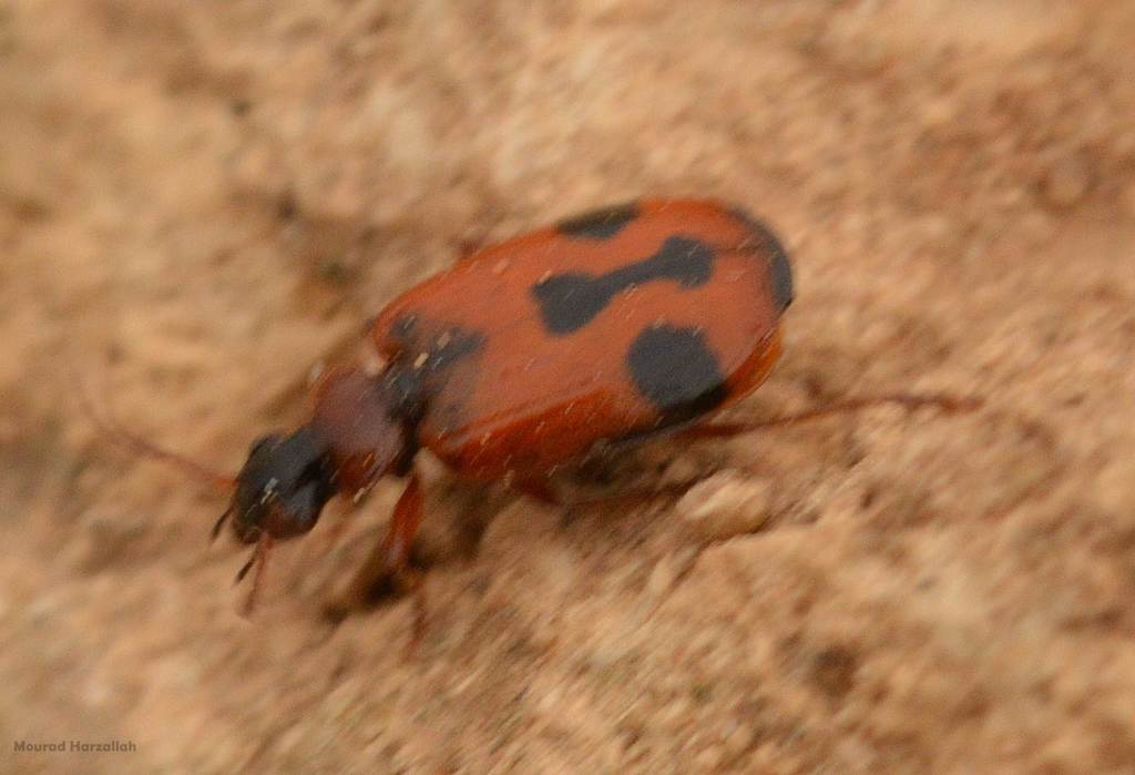 Lebia trimaculata