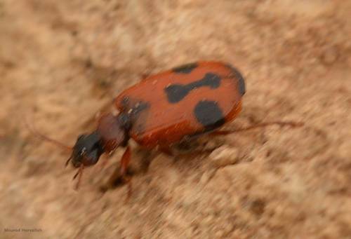 Lebia trimaculata