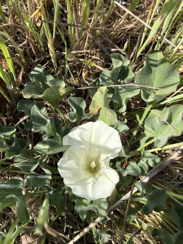 iNaturalist observation photo of Coast Range false bindweed