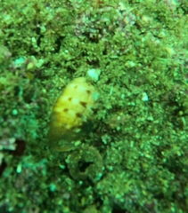 Cypraecassis coarctata