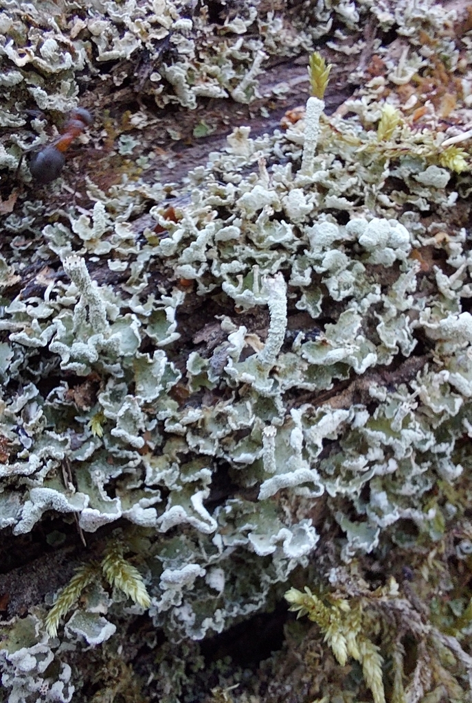 Finger Cup Lichen