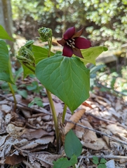 Trillium sulcatum