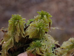 Sphagnum pacificum