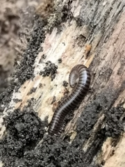 Cylindroiulus londinensis