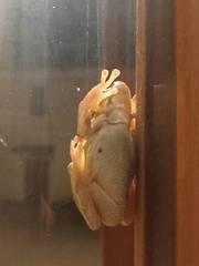 Hyla intermedia perrini