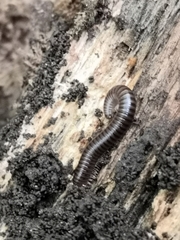 Cylindroiulus londinensis