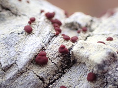 Ophioparma rubricosa