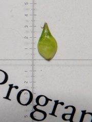 Carex cephalophora