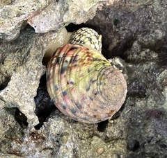 Nerita versicolor