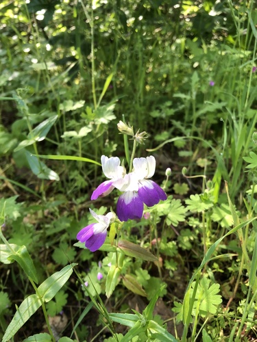 iNaturalist observation photo of Purple Chinese Houses