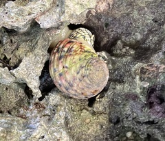 Nerita versicolor