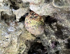 Nerita versicolor