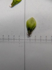 Carex cephalophora