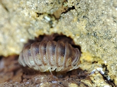 Eluma tuberculata
