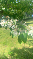Chionanthus retusus