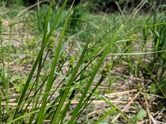 Carex cephalophora
